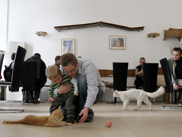 A man and his son play with a cat at the Cafe Neko, in the city center of Vienna on May 7, 2012. Neko, which means cat in the Japanese language, is th...