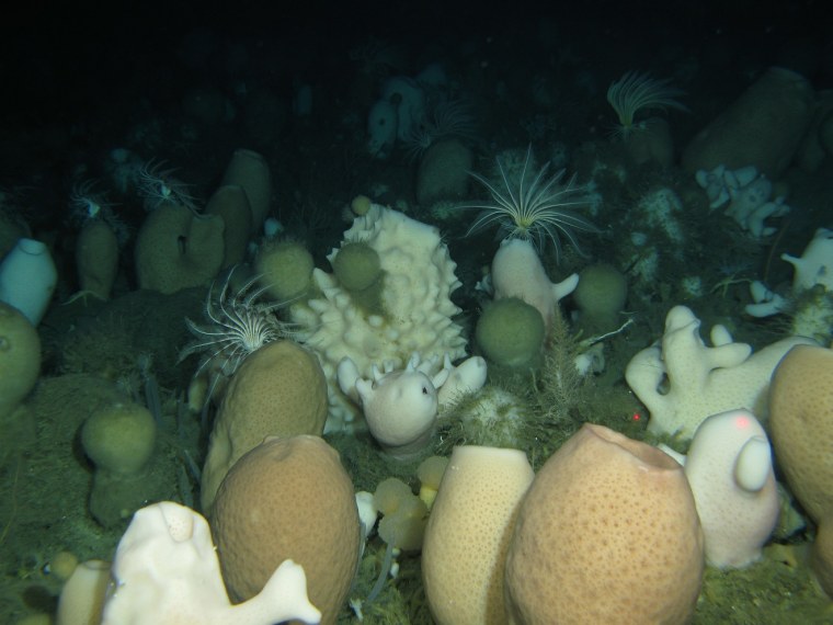 Image of glass sponges