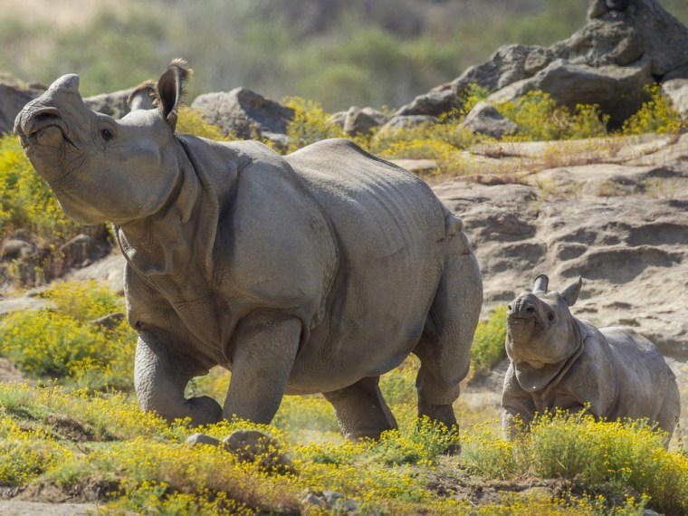 Image: Rhinos