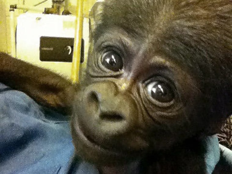 Officials at the North Carolina Zoo say a baby western lowland gorilla born there last weekend has died. 
