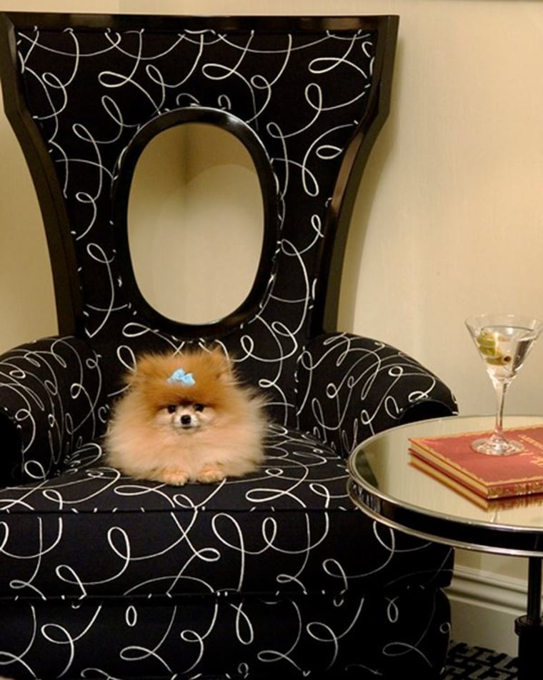 Fluffy dog in chair
