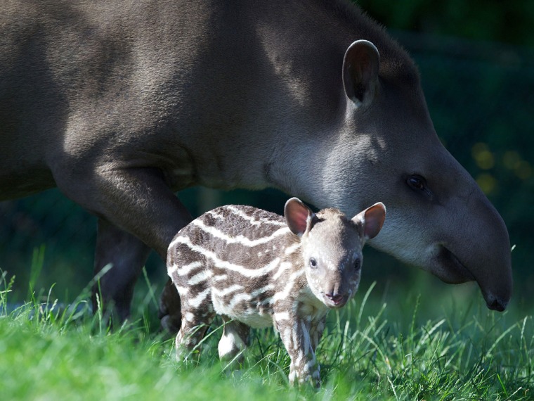  Tapir, Dublin Zoo