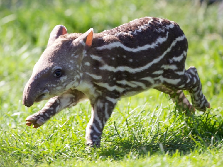 This baby tapir is the Dublin Zoo's latest arrival.

Dublin Zoo is celebrating the birth of a Brazilian tapir. The male calf, born on July 1st to mum Rio and dad Marmaduke, is the b...