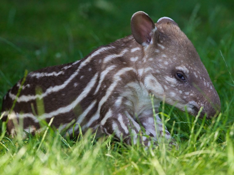Cute alert! The calf is the second child for the tapir couple.