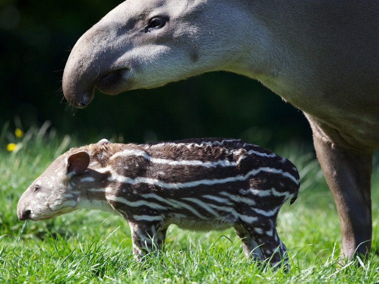 New tapir, Dublin Zoo