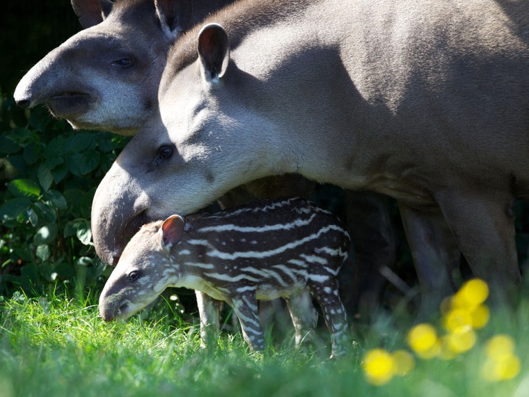 new baby tapir, Dublin Zoo