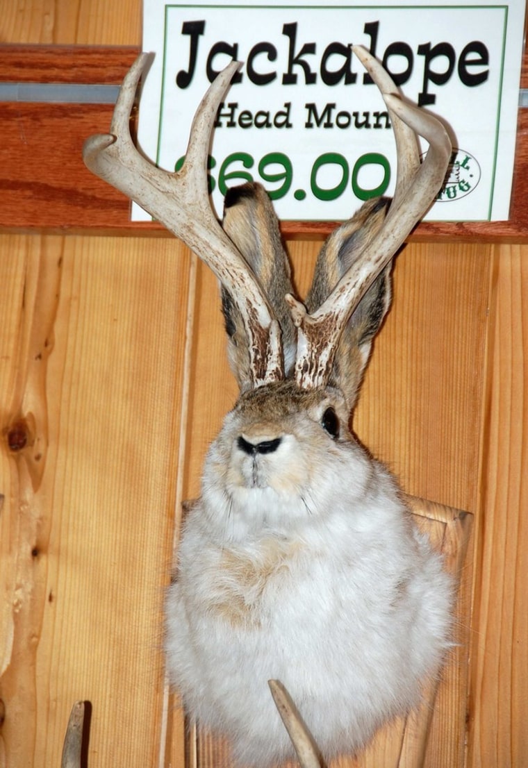 In this photo taken on May 6, 2009, a mythical jackalope is seen on display at Wall Drug, in Wall, S.D. (AP Photo/Carson Walker)
