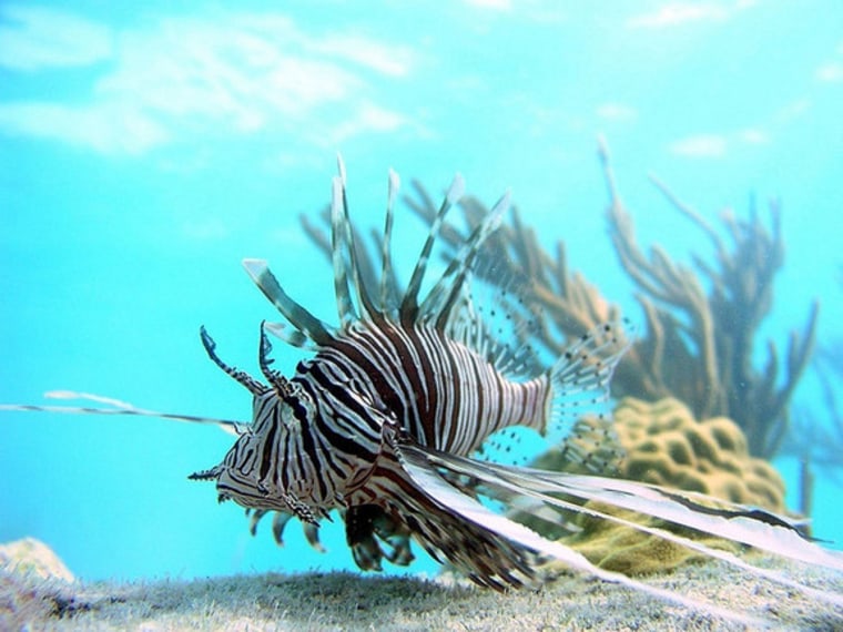 lionfish have a fan of soft, waving fins and venomous spines