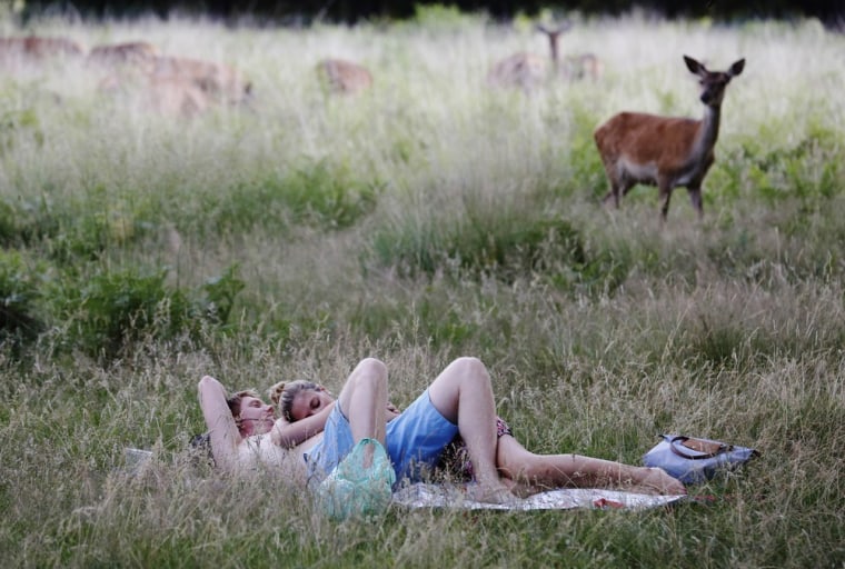 A couple relax in the hot sunny weather as deer pass in Richmond Park in southwest London on July 13, 2013.