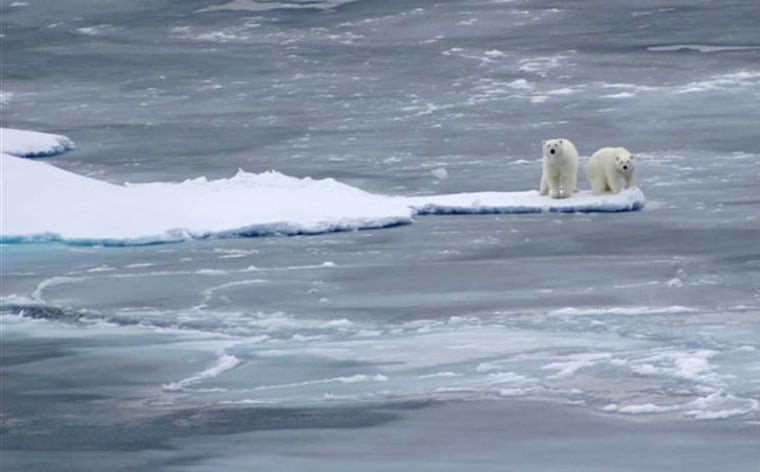 Polar bear in Arctic