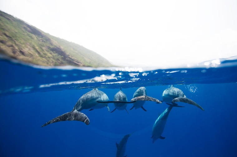 Hawaiian Spinner Dolphins in Kealakekua Bay, Big Island, Hawaii, in April 2013.