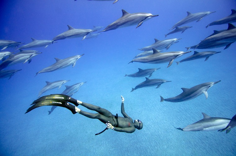 Freediving amongst Hawaiian Spinner Dolphins in Kealakekua Bay, Big Island, Hawaii in April 2013.