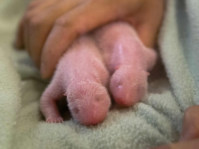 A pair of giant panda twins born to Lun Lun are pictured at Zoo Atlanta in Atlanta in this July 15, 2013 picture provided by Zoo Atlanta. A giant pand...