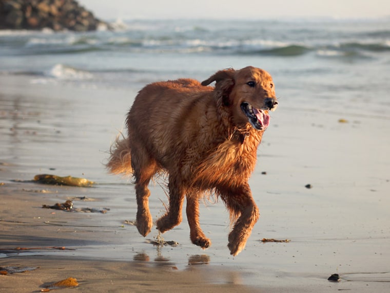 Image: Eddie the dog