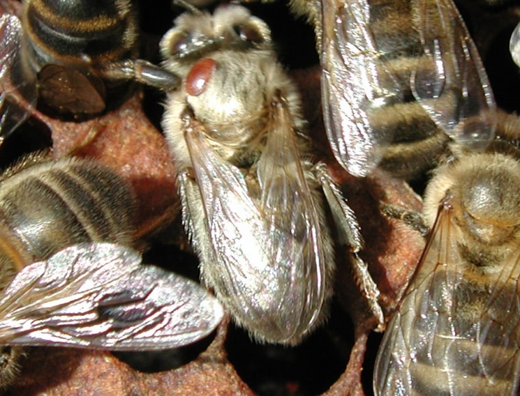 Image of honeybee