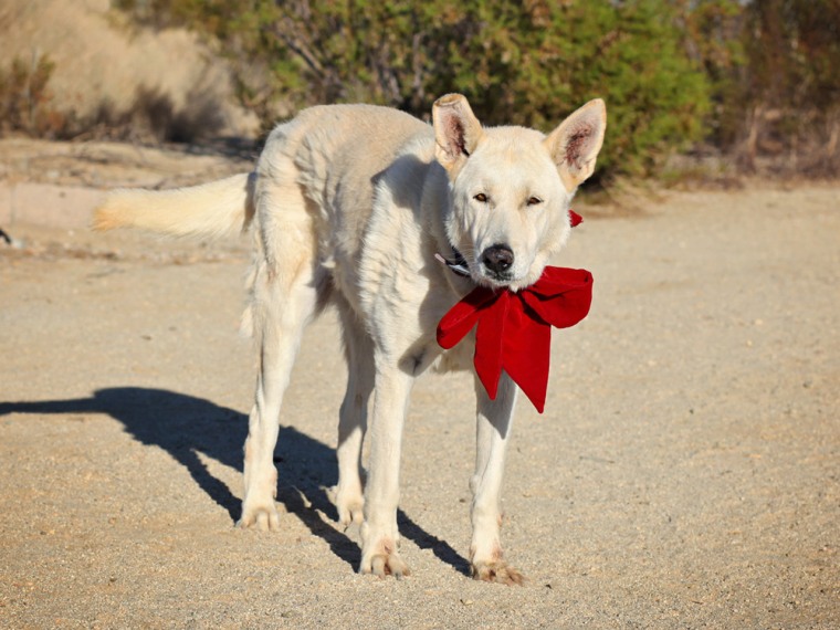 Image: Sioux the dog