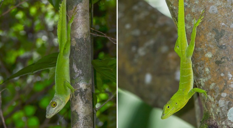 Giant tree crown lizards in Puerto Rico (left) and Jamaica (right) evolved to look the same way.