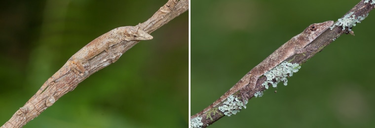 Twig dwellers from Cuba (left) and Puerto Rico (right) independently evolved the same TKTKTKTKTK.