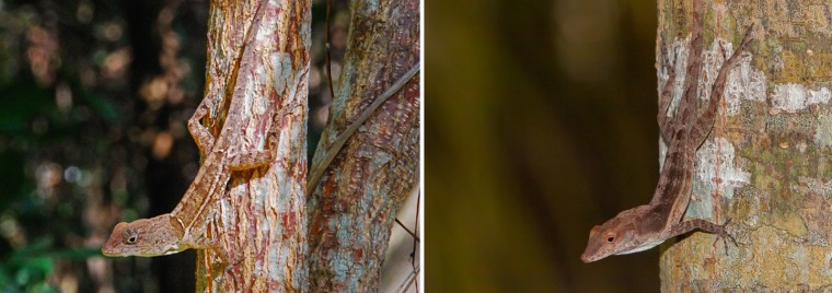 They may look related, but these two trunk and ground-dwellers from Hispaniola (left) and Jamaica (right) independently arrived at a body shape and color that lets them hide.