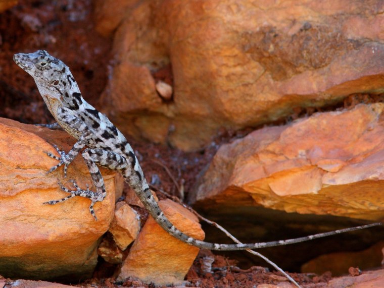 This anole from the Dominican Republic lives among tree trunks and boulders. Unrelated but identical anole varieties are found in Cuba, Jamaica and Puerto Rico as well.