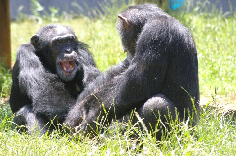 Chimpanzees at Chimp Haven, a national chimpanzee sanctuary in Louisiana, grooming and playing with one another.