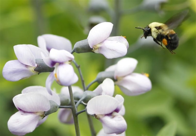 A bumble bee searches for pollen during a spring day in New York, May 23, 2012. REUTERS/Brendan McDermid