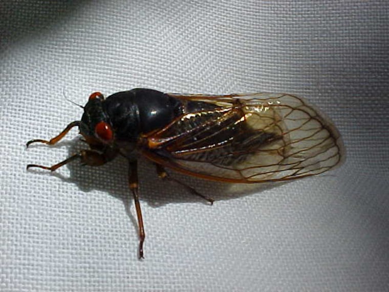 Image: Cicada