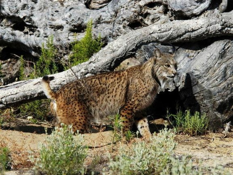 Image: Iberian lynx