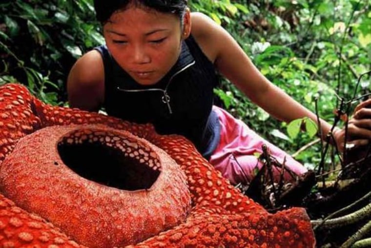 This is Rafflesia arnoldii, the largest flower on Earth, which emits a sulfur-like stench much like the corpse flower.