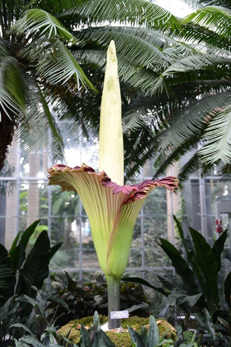 The corpse flower in bloom around. on July 22, 2013 in Washington, D.C.