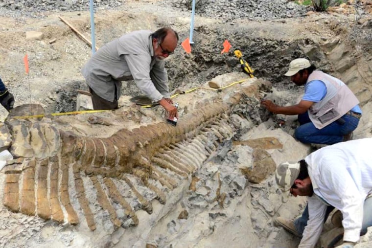 Undated handout picture released by the National Institute of History and Anthropology (INAH) showing paleontologists working in the excavation of a d...