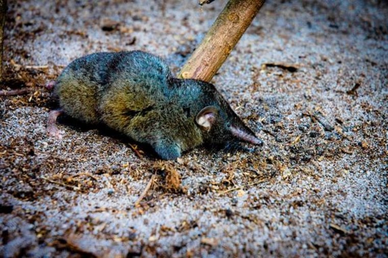 Hero shrews are small, ratlike mammals that are typically found in central Africa. These shrews have extraordinarily strong backbones.