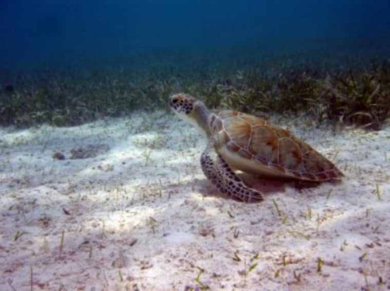 A green turtle in protected waters.