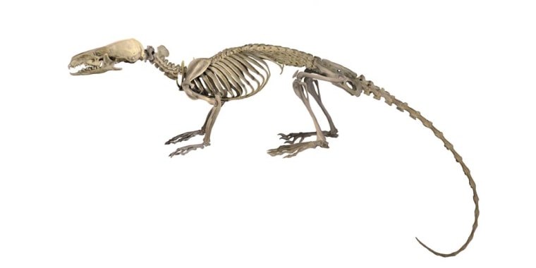 An illustration of the hero shrew's skeleton.