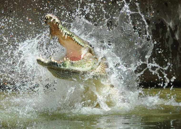 Image: Thrashing crocodile