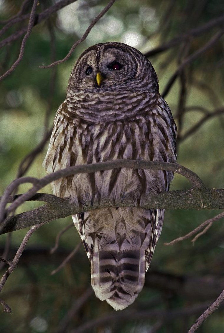 The U.S. Fish & Wildlife Service says there's a direct correlation between the growth of the barred owl, pictured, and the decline of the northern spotted owl.