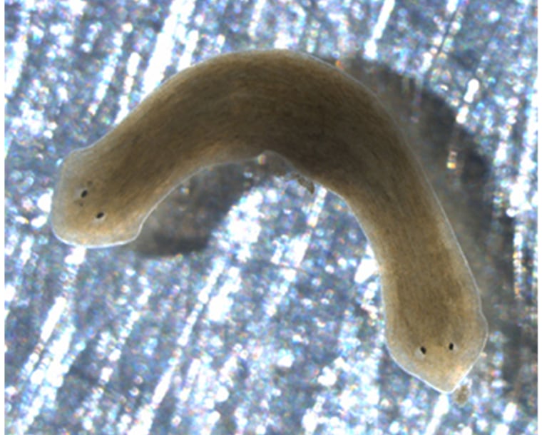 A flatworm grew two heads after it was treated with praziquantel, a drug given to people with flatworm infections.