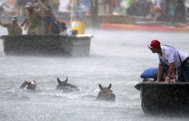 Wild ponies are herded into the Assateague Channel during a rain storm for their annual swim from Assateague Island to Chincoteague on July 24, 2013 in Va.