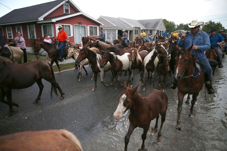 Wild ponies are herded toward the fairgrounds in Chincoteague, Va., July 24, 2013.