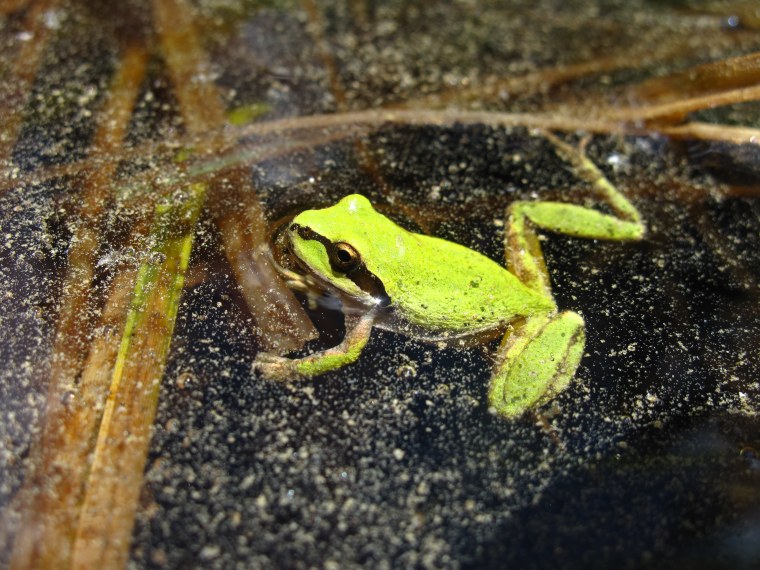 Image of a chorus frog