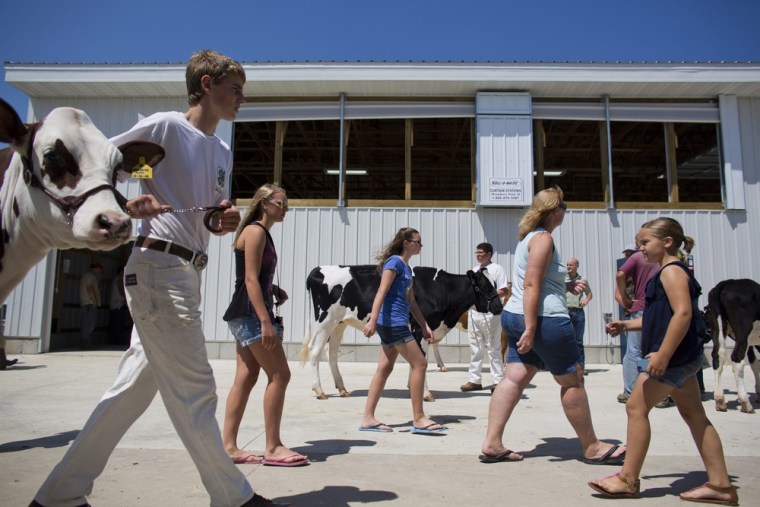Participants in a dairy cow competition walk to and from the livestock ring at the Delaware County Fair in Manchester on July 10.