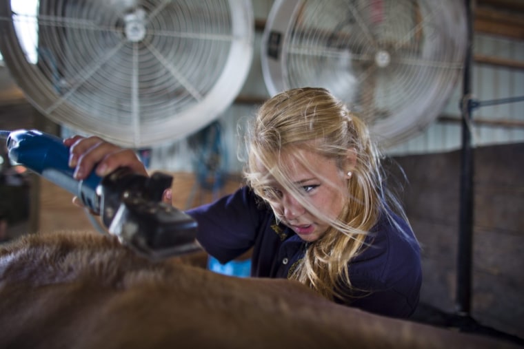 Courtney Putz trims the hair on her cow's back after treating it with adhesive to make it stick straight up prior to a heifer competition at the Delaware County Fair in Manchester on July 10.