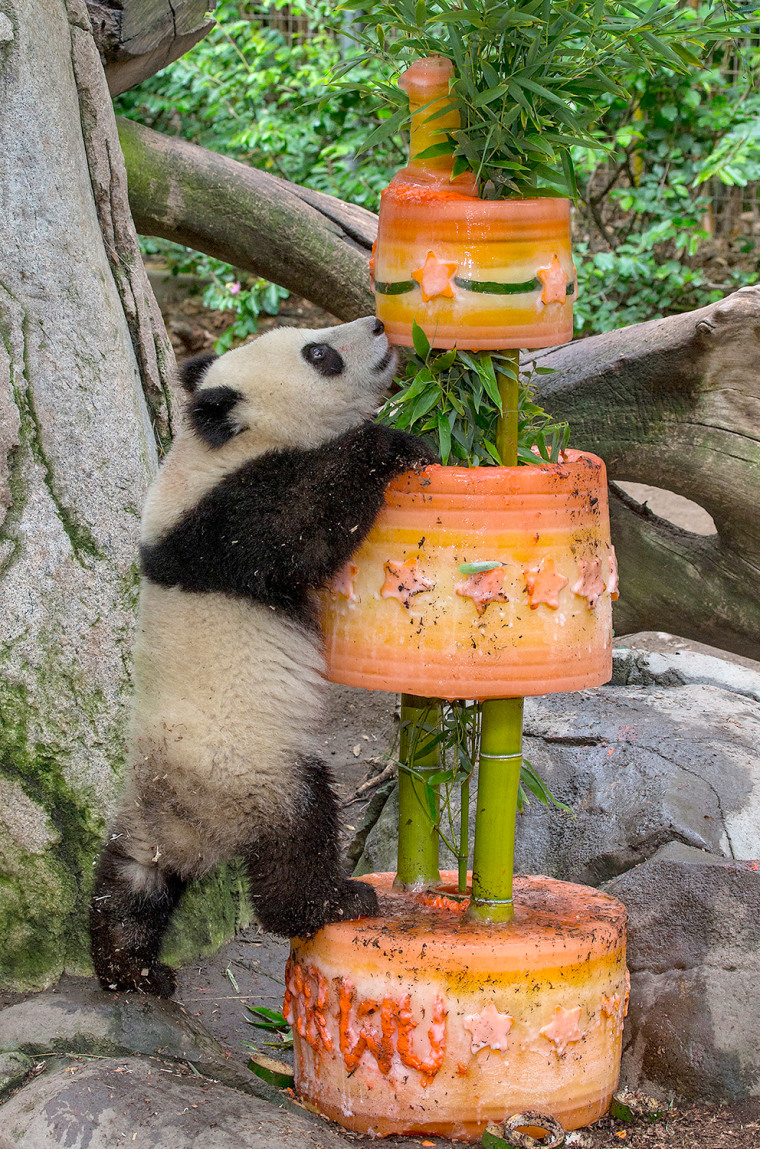Giant panda cub Xiao Liwu reached for treats at the top of his birthday cake this morning at the San Diego Zoo. The panda received the three-tiered ic...