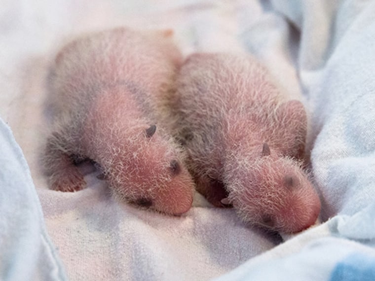 In this July 24, 2013 photo released by Zoo Atlanta, twin Panda Bears lie on a blanket.  Lun Lun, a 15-year-old giant panda, gave birth to twins on Ju...