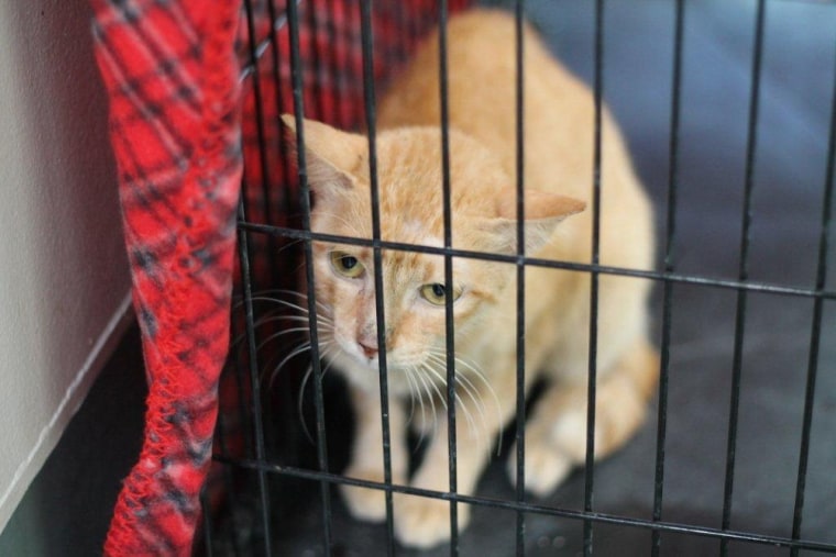 Image: This 4-year-old cat stowed away in a container ship headed from Manila, Philippines, to Los Angeles.