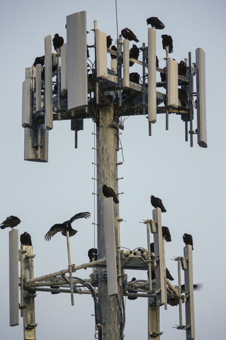 A cell phone tower above downtown Beatrice, Neb., is a resting spot for buzzards in April.