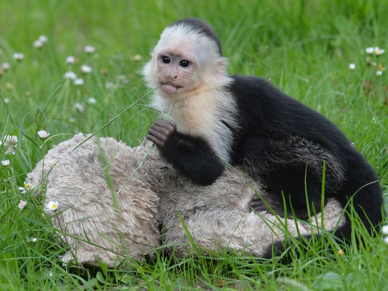 The capuchin monkey