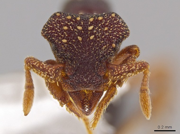 Ants