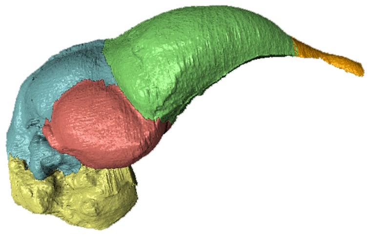 Brain cast of Archaeopteryx