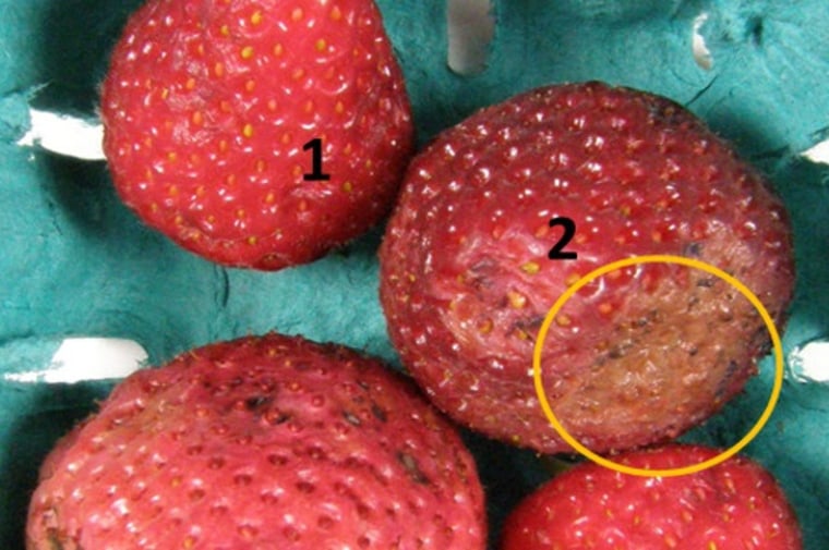 Are Moldy Strawberries Safe To Eat?